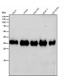 Anti-hnRNP A1 Rabbit Monoclonal Antibody