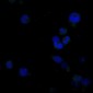 Anti-Caspase-8 Rabbit Monoclonal Antibody