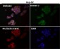 Anti-Caspase-9 CASP9 Rabbit Monoclonal Antibody