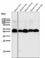 Anti-Caspase-9 CASP9 Rabbit Monoclonal Antibody