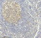 Anti-Caspase-3 CASP3 Rabbit Monoclonal Antibody