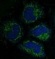 Anti-Caspase-3 CASP3 Rabbit Monoclonal Antibody