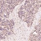 Anti-GRP78 BiP HSPA5 Rabbit Monoclonal Antibody