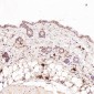 Anti-GRP78 BiP HSPA5 Rabbit Monoclonal Antibody