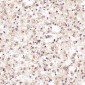 Anti-CD8 alpha Rabbit Monoclonal Antibody