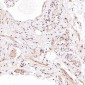 Anti-CD8 alpha Rabbit Monoclonal Antibody