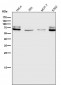 Anti-Lamin A/C LMNA Rabbit Monoclonal Antibody