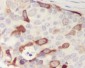 Anti-Cyclin B1 CCNB1 Rabbit Monoclonal Antibody