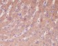 Anti-Caspase-1 CASP1 Rabbit Monoclonal Antibody