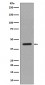 Anti-Caspase-1 CASP1 Rabbit Monoclonal Antibody