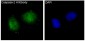 Anti-Caspase-2 CASP2 Rabbit Monoclonal Antibody