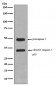 Anti-Caspase-2 CASP2 Rabbit Monoclonal Antibody