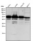 Anti-Caspase-2 CASP2 Rabbit Monoclonal Antibody