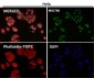 Anti-HP1 alpha CBX5 Rabbit Monoclonal Antibody