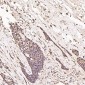 Anti-Ubiquitin UBB Rabbit Monoclonal Antibody
