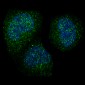 Anti-Cyclin B1 CCNB1 Rabbit Monoclonal Antibody