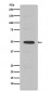 Anti-Cyclin E2 CCNE2 Rabbit Monoclonal Antibody