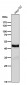 Anti-Cyclin E2 CCNE2 Rabbit Monoclonal Antibody