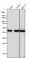 Anti-Cyclin E2 CCNE2 Rabbit Monoclonal Antibody