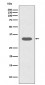 Anti-Caspase-6 CASP6 Rabbit Monoclonal Antibody