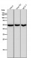 Anti-ERR alpha Rabbit Monoclonal Antibody