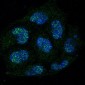 Anti-Caspase-8 CASP8 Rabbit Monoclonal Antibody