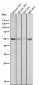 Anti-Caspase-8 CASP8 Rabbit Monoclonal Antibody