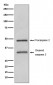 Anti-Caspase-2 CASP2 Rabbit Monoclonal Antibody