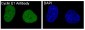 Anti-Cyclin E1 CCNE1 Rabbit Monoclonal Antibody