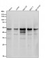 Anti-Cyclin E1 CCNE1 Rabbit Monoclonal Antibody