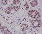 Anti-Cyclin E2 CCNE2 Rabbit Monoclonal Antibody