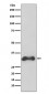 Anti-Cyclin D3 CCND3 Rabbit Monoclonal Antibody