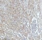 Anti-Cyclin B2 CCNB2 Rabbit Monoclonal Antibody