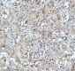 Anti-Cyclin B2 CCNB2 Rabbit Monoclonal Antibody