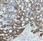 Anti-Cyclin B2 CCNB2 Rabbit Monoclonal Antibody