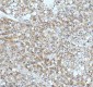 Anti-Cyclin B2 CCNB2 Rabbit Monoclonal Antibody