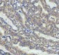 Anti-Cyclin B2 CCNB2 Rabbit Monoclonal Antibody