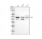 Anti-Cyclin B2 CCNB2 Rabbit Monoclonal Antibody