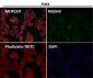 Anti-Cyclin B2 CCNB2 Rabbit Monoclonal Antibody