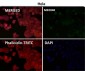 Anti-Cyclin B2 CCNB2 Rabbit Monoclonal Antibody