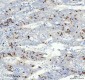 Anti-Cyclin A2 Rabbit Monoclonal Antibody