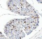 Anti-Cyclin A2 Rabbit Monoclonal Antibody