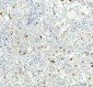 Anti-Cyclin A2 Rabbit Monoclonal Antibody