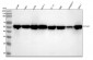 Anti-Cyclin A2 Rabbit Monoclonal Antibody