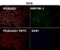 Anti-Cyclin A2 Rabbit Monoclonal Antibody