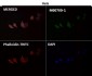 Anti-Cyclin A2 Rabbit Monoclonal Antibody