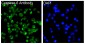 Anti-Caspase-6 CASP6 Rabbit Monoclonal Antibody