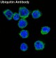 Anti-Ubiquitin UBB Rabbit Monoclonal Antibody