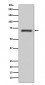 Anti-FUS / TLS Rabbit Monoclonal Antibody