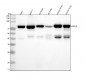 Anti-PKC delta PRKCD Rabbit Monoclonal Antibody